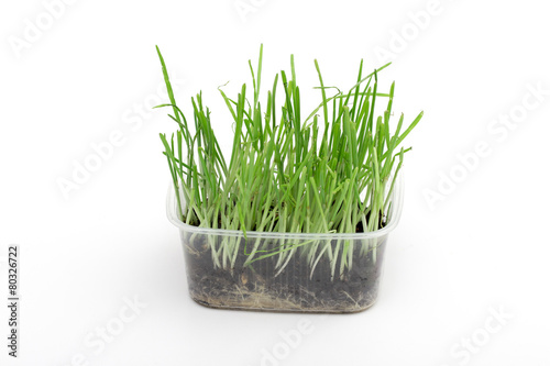 grass on the white background