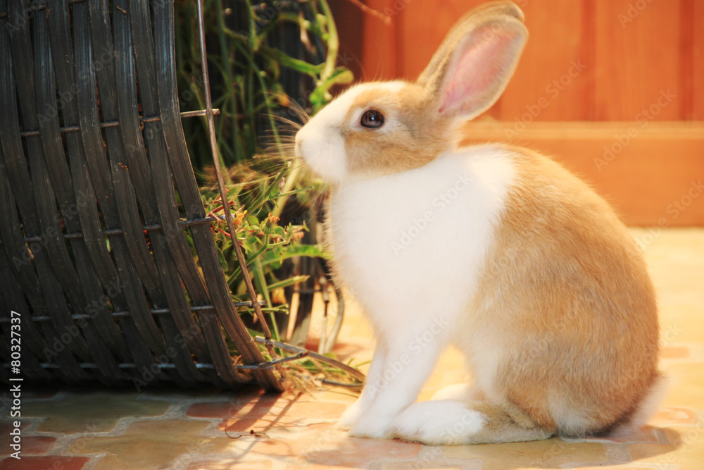 Obraz premium rabbit eating flowers