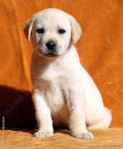 the nice yellow labrador puppy on orange background