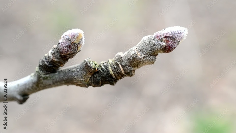 Malus domestica. Close-up of buds on apple tree branch in spring
