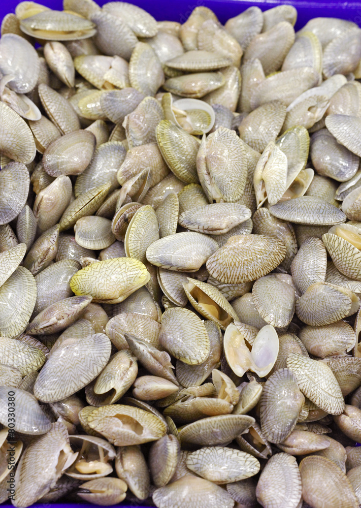 Obraz premium Fresh Clams