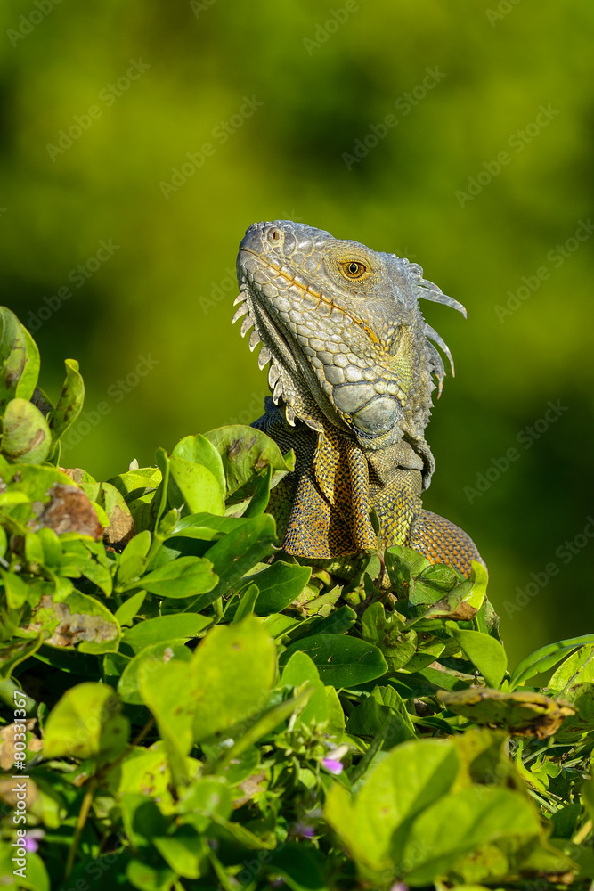 Obraz premium green iguana