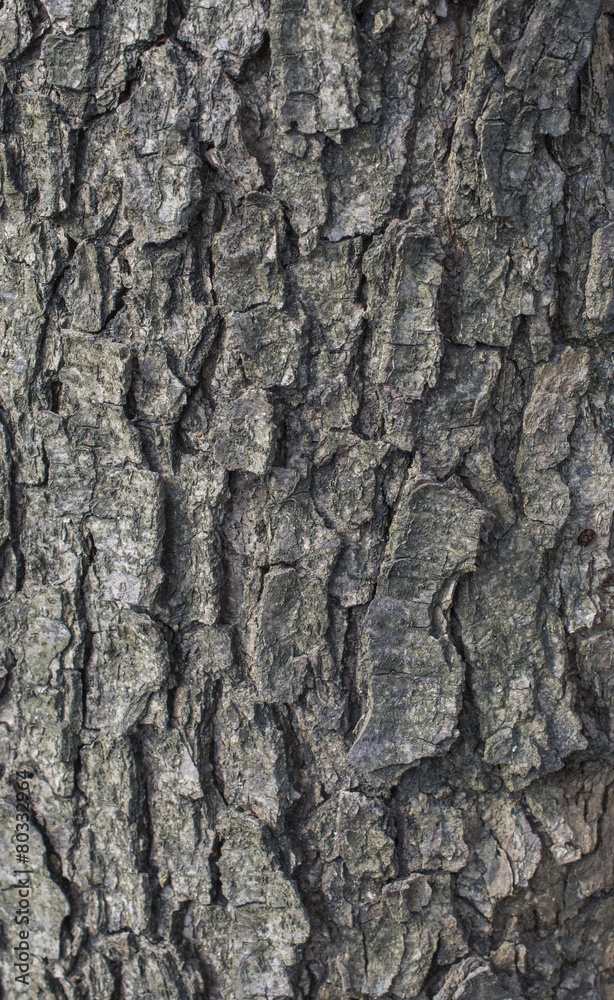 Alder tree bark