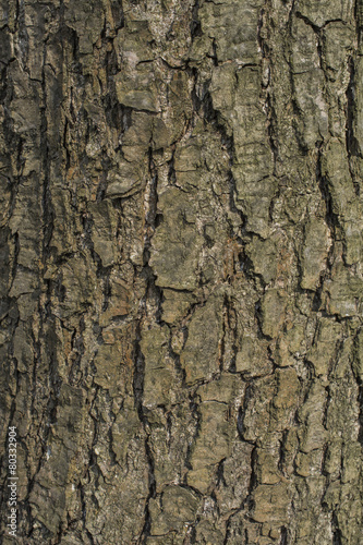 Alder tree bark