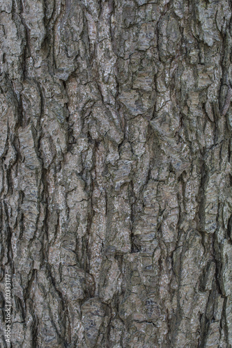 Fototapeta Naklejka Na Ścianę i Meble -  Alder tree bark