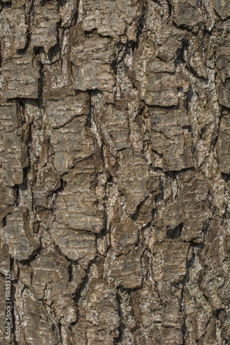 Alder tree bark