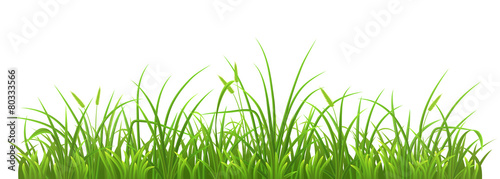 Fresh green grass on white background, vector illustration