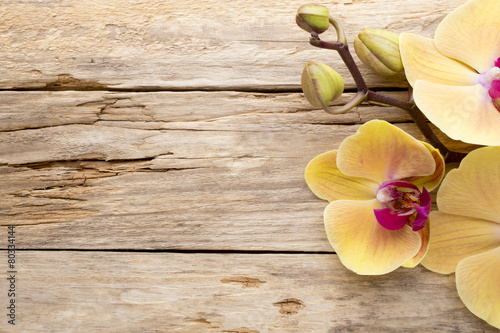 Fototapeta Naklejka Na Ścianę i Meble -  Yellow orchid.