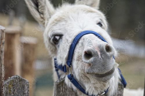 white donkey portrait Fototapet