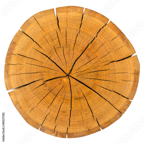 Tree Ring Isolated On White