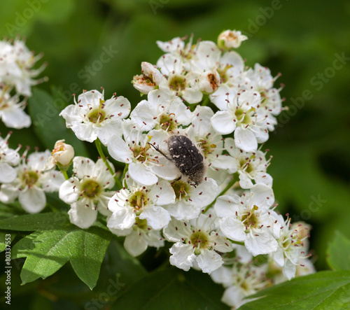 Flower chafer on blossom whitethorn © abet