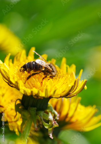 Honeybee on meadow