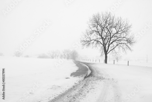 Photography Large Tree and Fence on Country Road during Snowstorm