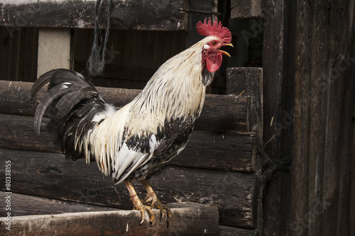 Gallo