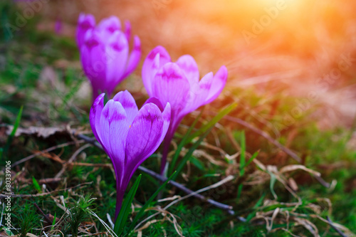 View of crocus flowers in light of the evening rays in close-up. © vovik_mar