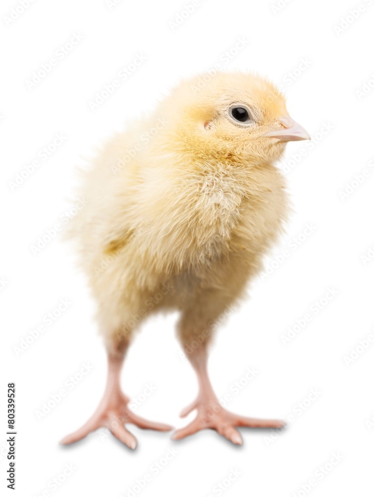 Obraz premium Easter. Easter