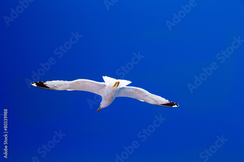 The seagull flies against the blue sky