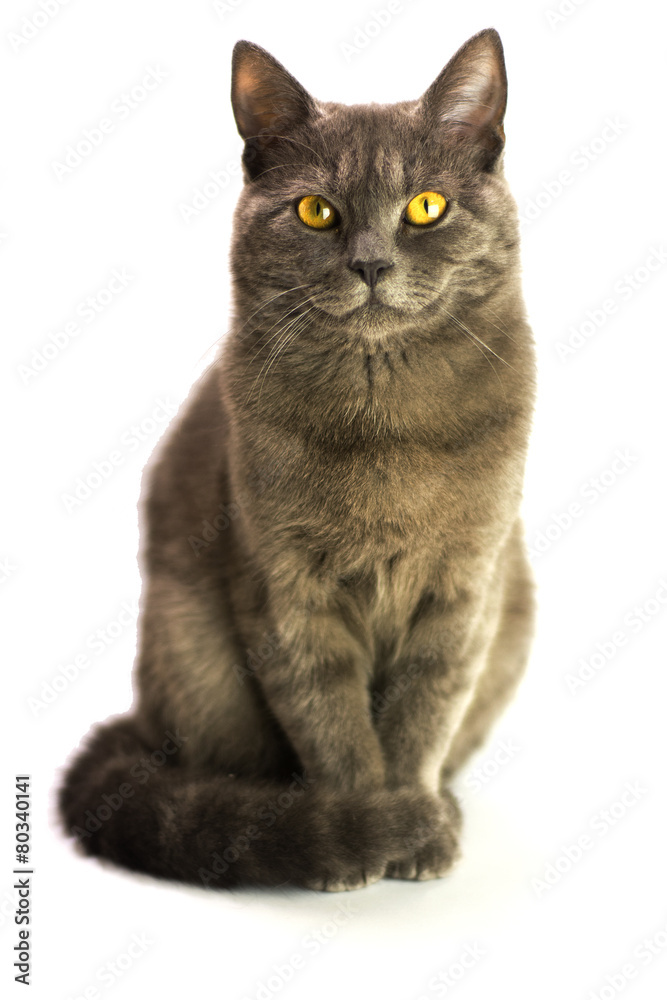 Obraz premium cat grey