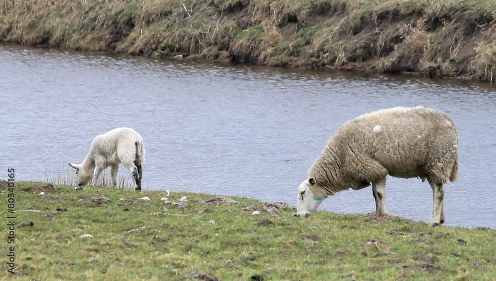 spring, sheep on dike, grazing, water, white, easter spring, sheep on dike, grazing, water, white, easter