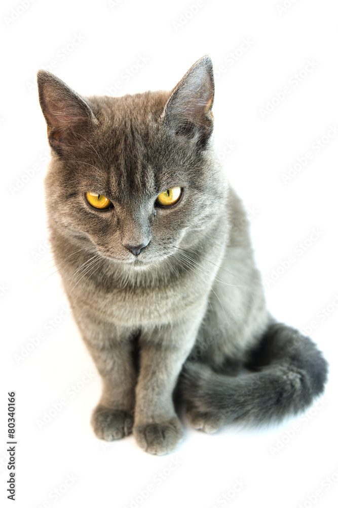 cat grey