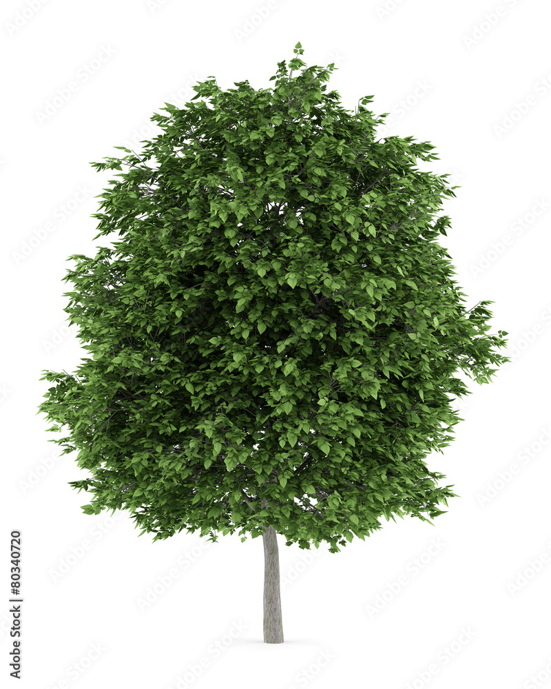 Fototapeta premium cigar tree isolated on white background