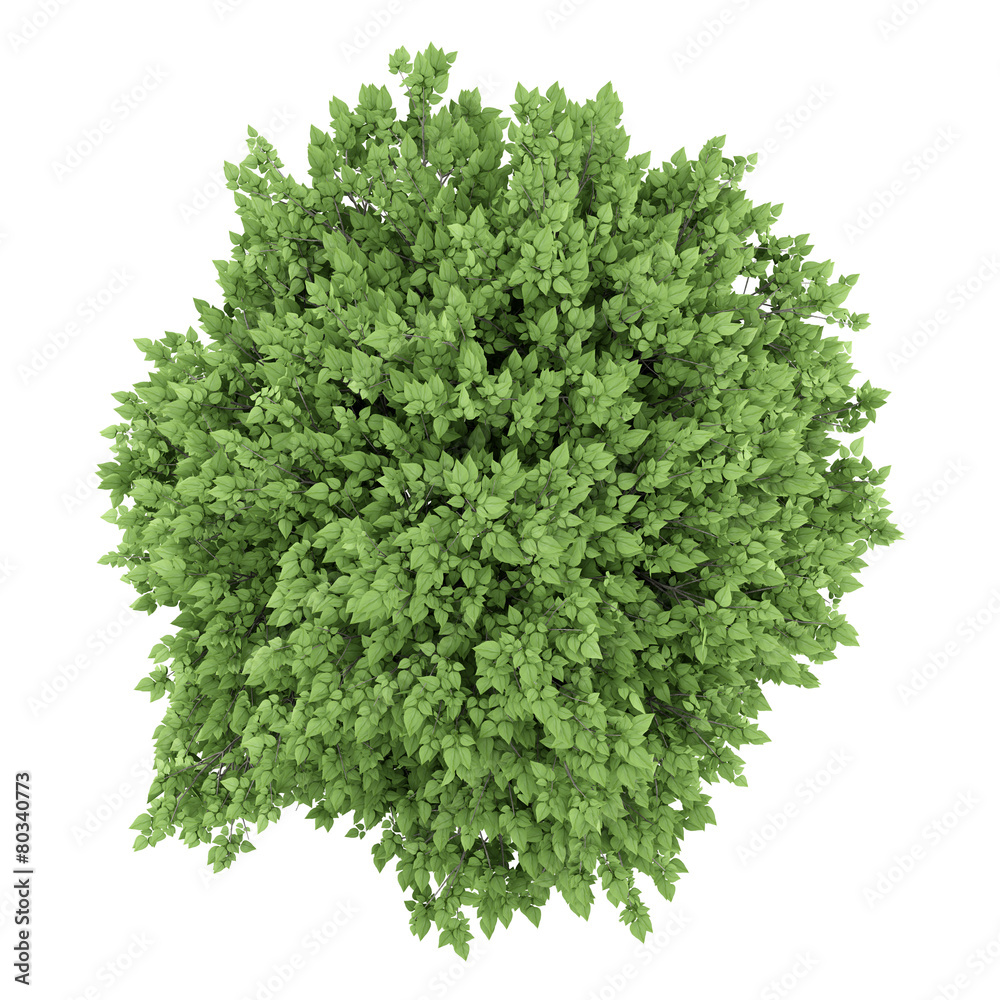 top view of cigar tree isolated on white background top view of cigar tree isolated on white background