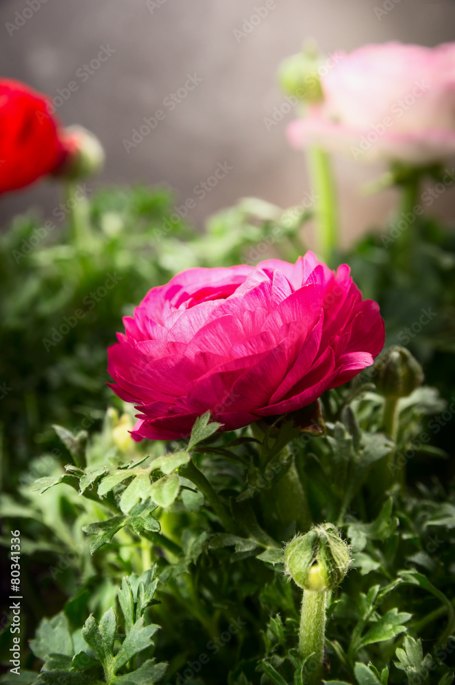 Obraz premium Buttercups flowers, close up