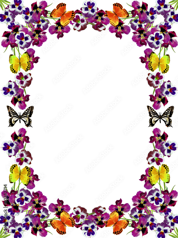 Pansy Violet with Green Leaves on white background. frame