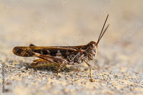 grasshopper © photonewman