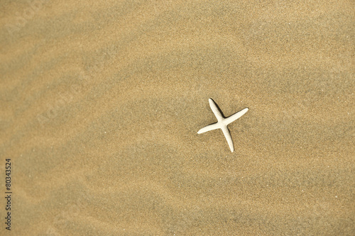one starfish in the sand