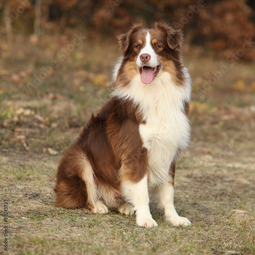 Amazing beautiful australian shepherd