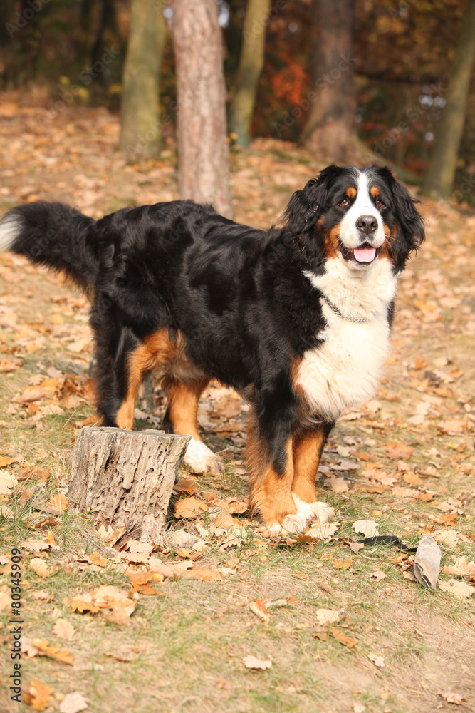 Gorgeous bernese mountain dog standing in autumn forest