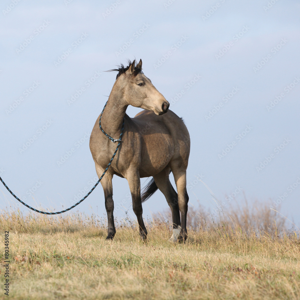Fototapeta premium Nice bay quarter horse