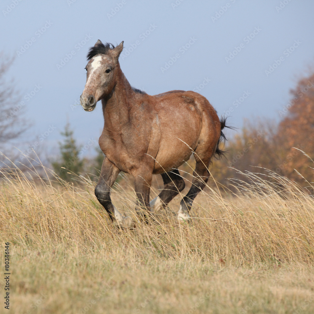 Obraz premium Nice young horse running in freedom