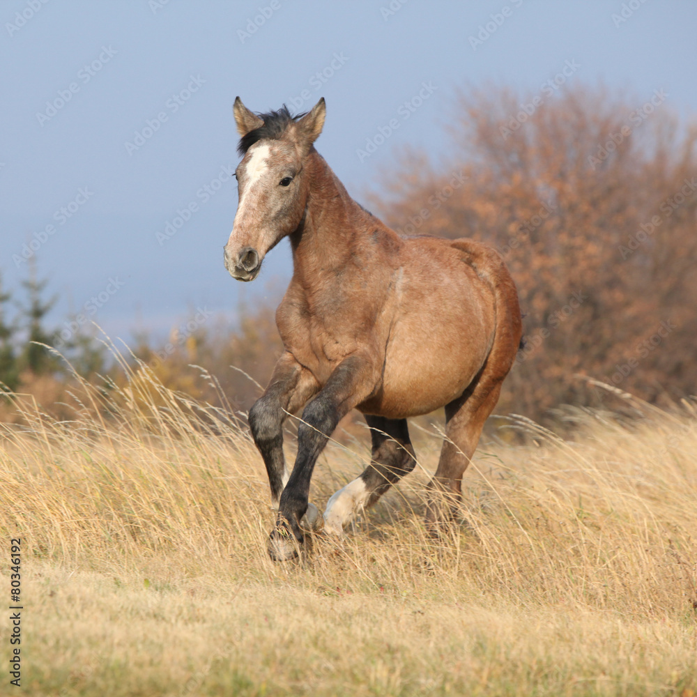 Fototapeta premium Nice young horse running in freedom
