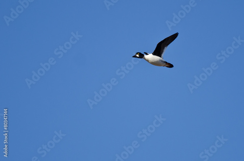 Common Goldeneye Duck Flying in a Blue Sky