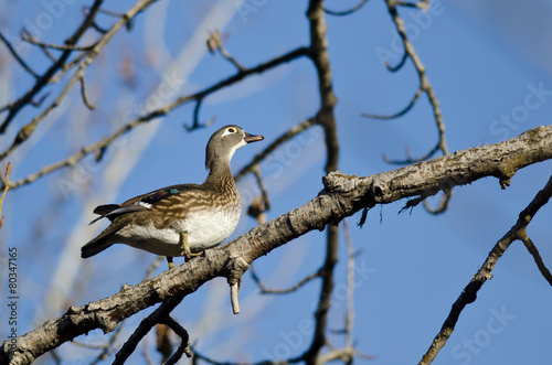 Female Wood Duck Looking to the Sky While Perched in a Tree