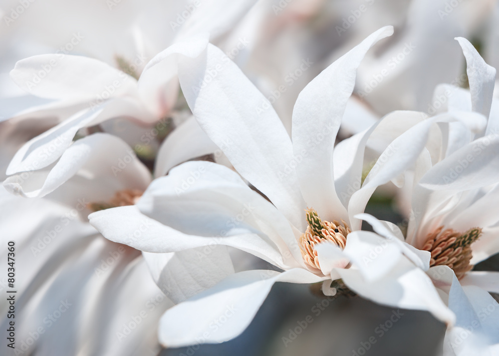 Fototapeta premium Blooming magnolia tree