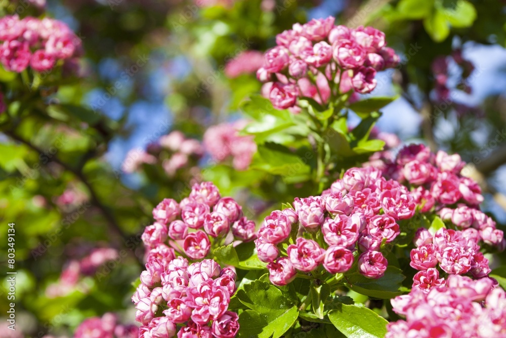 Bloosoming pink flowers of hawthorn tree Bloosoming pink flowers of hawthorn tree