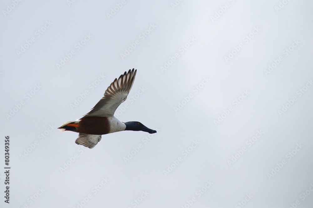 Northern Shoveler, Shoveler, Anas clypeata Northern Shoveler, Shoveler, Anas clypeata
