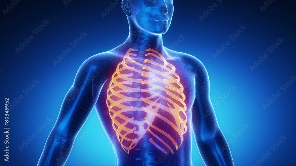 RIBS bone skeleton x-ray scan in blue RIBS bone skeleton x-ray scan in blue