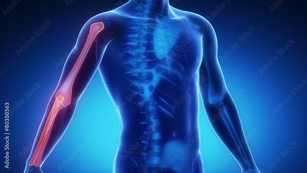 ELBOW joint skeleton x-ray scan in blue ELBOW joint skeleton x-ray scan in blue