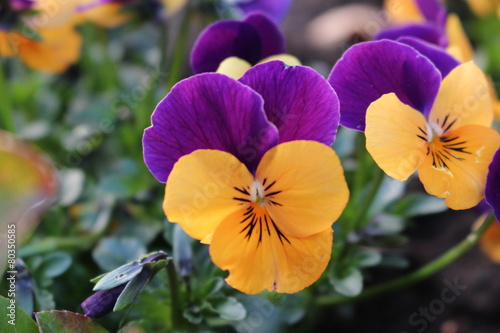 spring flowers
