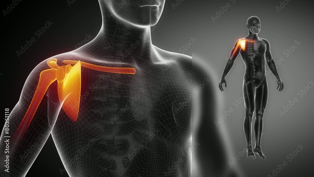  SHOULDER joint skeleton x-ray scan in black