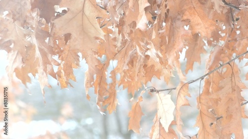 Old dry brown foliage of northern red oak blown by wind photo