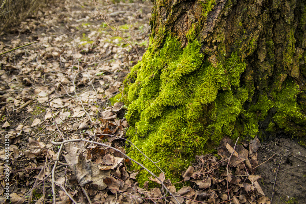 soft green moss on tree bark birch