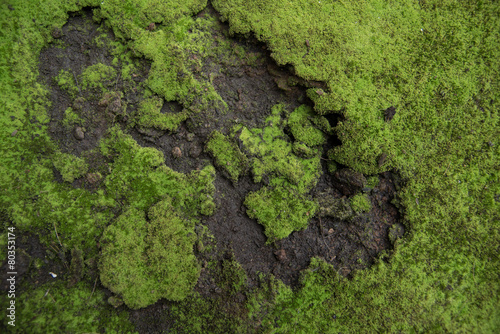 nature moss