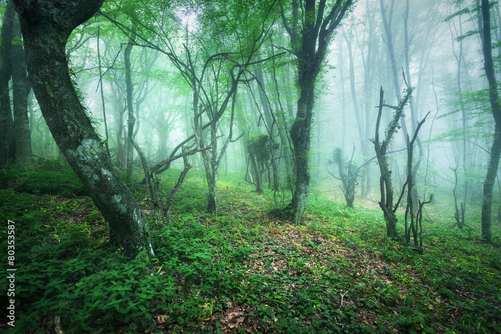 Obraz premium Trail through a mysterious beautiful forest in fog