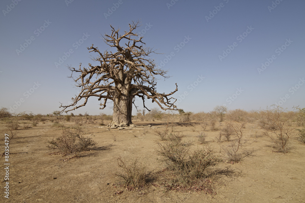 Fototapeta premium bao bao baobab tree in africa savanna