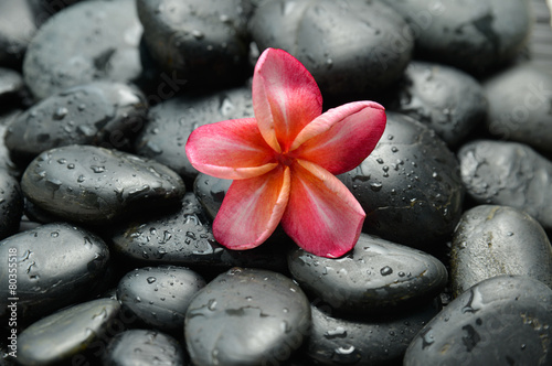 frangipani and wet pebbles    